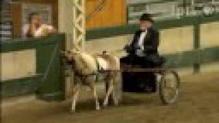 Iowa State Fair  Miniature Horse Show [upl. by Surazal]