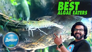 Amano Shrimp Best Algae Eaters for Planted Tank [upl. by Erej]