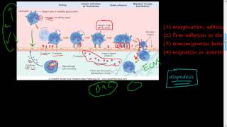 20  Acute Inflammation 2 of 3  Cellular Events  Leukocyte Recruitment diapedesis Selectin [upl. by Attenev]