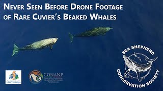 Never before seen drone footage of Cuviers Beaked Whales [upl. by Freyah262]