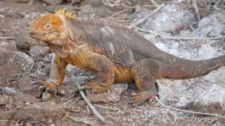 Conolophus subcristatus Galapagos landleguaan [upl. by Cung]