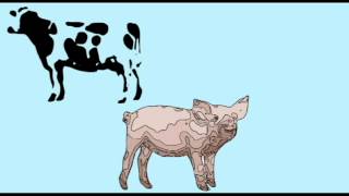 GENETICS 3 TRANSGENIC ANIMALS [upl. by Amein]