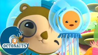 Octonauts  La Méduse Immortelle et lInvasion dOursins  Dessins animés pour enfants [upl. by Ocirled407]