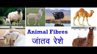 Animal Fibres जांतव रेशे NCERT 7th Science [upl. by Ebehp]