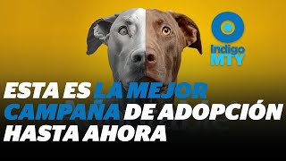 Pedigree lanza la campaña Adoptable de adopción de perritos  Reporte Indigo [upl. by Eniamrehs688]