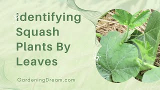 Identifying Squash Plants By Leaves [upl. by Groark]