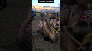 Amazing double hump camels  Hunder Nubra Valley [upl. by Ari]