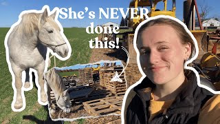 Confidence Building amp Desensitizing w My Draft Horse  Barn Vlog [upl. by Elene]