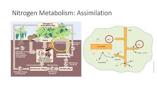 Nitrogen Metabolism [upl. by Rokach]