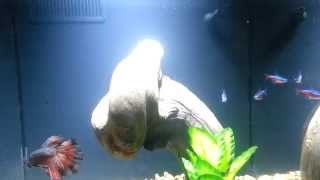 HM Rosetail Betta amp Cardinal Tetras Aqueon Evolve 8 [upl. by Barth609]