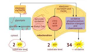 IB Biology 82 Cell Respiration [upl. by Ranson]