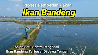 Proses Pemberian Pakan Ikan Bandeng Di Pesisir Kota Pati Jawa Tengah [upl. by Aicekal]