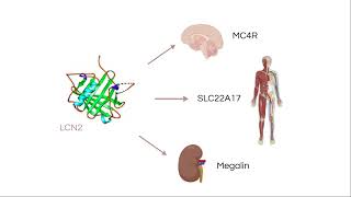 the role of lipocalin 2 on appetite in cancer cachexia [upl. by Assilim]