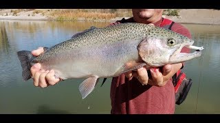 Trout Attack Small Swimbait [upl. by Atnahs]