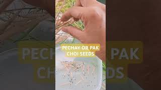 SATISFYING PECHAY SEEDS [upl. by Wayolle]