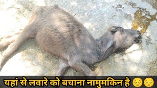 लवारो की मृत्यु सबसे ज्यादा hypomagnesemia के कारण होता है hypomagnesemia dairyfarming [upl. by Halla530]