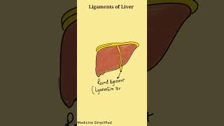 Ligaments of Liver  Liver ligaments Anatomy  Anatomy of Liver Ligaments anatomy [upl. by Aicekal]