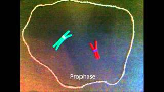 Mitosis claymation  IPMAT [upl. by Bernete]