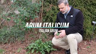 Italian arum Arum italicum  Plant Identification [upl. by Skilken733]