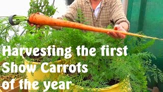 Allotment Diary  Harvesting the first Exhibition Show Carrots [upl. by Lehet]