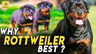 அதிசிய குணாதிசியங்கள் கொண்ட நாய்  Rottweilers Are Single Master Dogs  Breed Characteristics [upl. by Aleakcim]