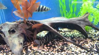 Leporinus fasciatus Полосатый лепорин или ленточный лепорин [upl. by Phyllis365]