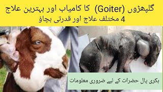 Treatment of Goiter in goats sheep II Hyperthyroidism II Galpharo ka ilaj II Sheep goats farming [upl. by Bac]