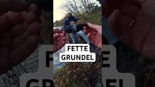 NED RIG am Kanal  leider nicht der Zielfisch ☹️ angeln fishing grundel nedrig [upl. by Edrahs]