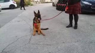 Contrattura del muscolo quadricipite femorale nel cane  Michele dAmato [upl. by Redle]