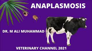 Large Animal Medicine Pathology Clinical Symptoms And Diagnosis Of Anaplasmosis In Cattle [upl. by Odlawso]