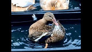 RARE Dutch Hookbill Duck Preening her Tail [upl. by Suirauqed]