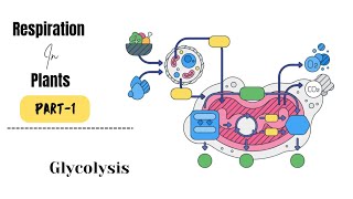 Respiration in plants part1  Introduction to celular respiration and Glycolysis [upl. by Cerelly]