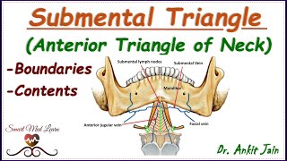 Submental triangle of neck Anatomy Simplified  Boundaries and contents Anterior triangle of neck [upl. by Glanti]