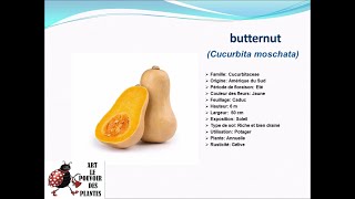 Fiche technique Butternut Cucurbita moschata Plante annuelle [upl. by Heath]