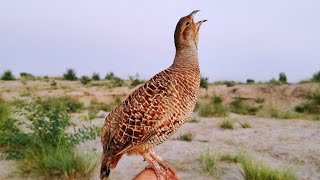 Teetar ki awaz  teetar sound  female teetar awaz  gray francolin teetar voice [upl. by Holloway]