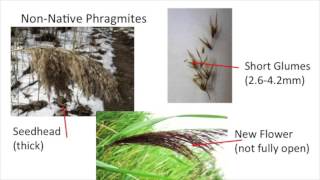 Native vs Non Native Phragmites [upl. by Rivkah]