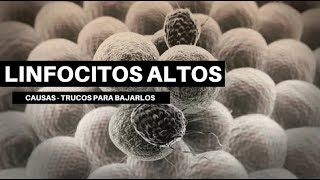 LINFOCITOS ALTOS Causas y formas de bajarlos [upl. by Moraj94]