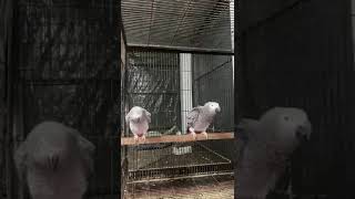 African Grey ParrotAdult pairWith DNA Available Age6 Year PlusHealthy [upl. by Ennaihs]