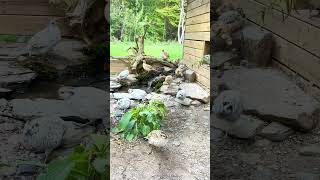 Bobwhite quail enjoying the aviary fountain [upl. by Narmak]