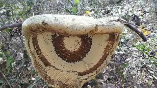 small bee honey honey hunting in forest honeyhunting [upl. by Melcher]