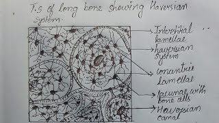 Haversian system diagram  Ts of long bone bonecell tissue biology science medical [upl. by Turk123]