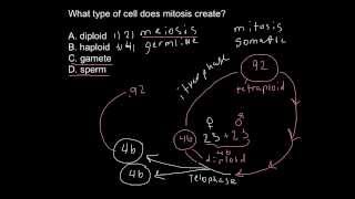 Mitosis problem solving example [upl. by Sergent]