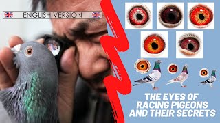 The eyes of racing pigeons and their secrets  🇬🇧 ENGLISH VERSION 🇺🇸 [upl. by Jarrett875]