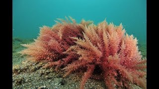 Introduction to Red Algae Rhodophyta [upl. by Russ]