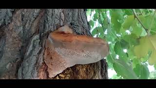 상황버섯 Phellinus linteus 60년 뽕나무 7개월 된것 직촬 2023112 [upl. by Akcinat32]