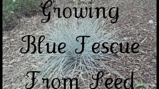 Growing Blue Fescue From Seed [upl. by Nileuqcaj]