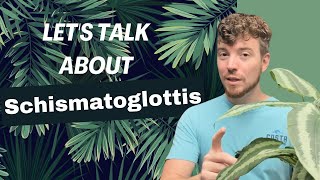 Lets Talk about Schismatoglottis [upl. by Zoubek960]