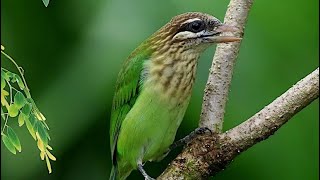 Mom and a White Cheeked Barbet [upl. by Arretak412]