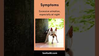 Cushings Disease in Dogs Symptoms Diagnosis Causes Treatment Prognosis [upl. by Annaerdna20]