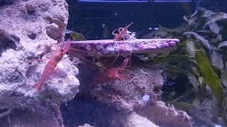 Peppermint shrimp vs aiptasia reef aiptasia aquarium reefaquarium reeftank saltwateraquarium [upl. by Ellenrahs933]